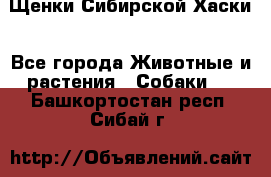 Щенки Сибирской Хаски - Все города Животные и растения » Собаки   . Башкортостан респ.,Сибай г.